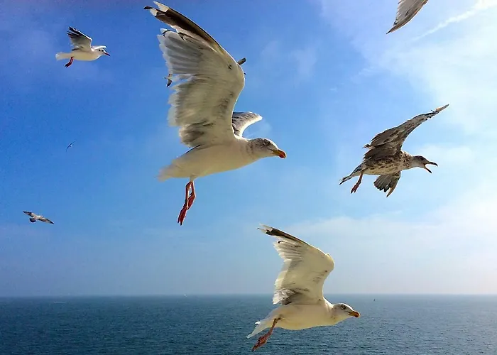 De Boem Casa de Férias
